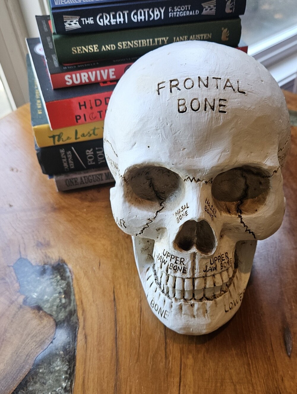 New TJMAXX Anatomical Skull Model - White Educational Home Art Decor
